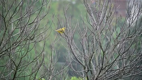 Slender billed oriole Stock Footage 265593657