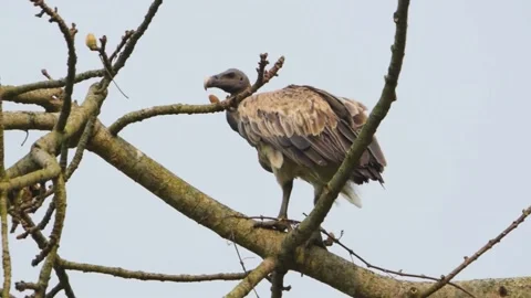 Slender billed vulture sitting on the tree to view the jungle from the top Stock Footage 237684676