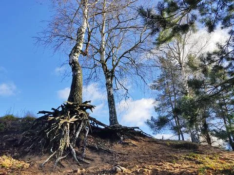 Slender birch trees with bare roots on top of earthen soil. Stock Photos