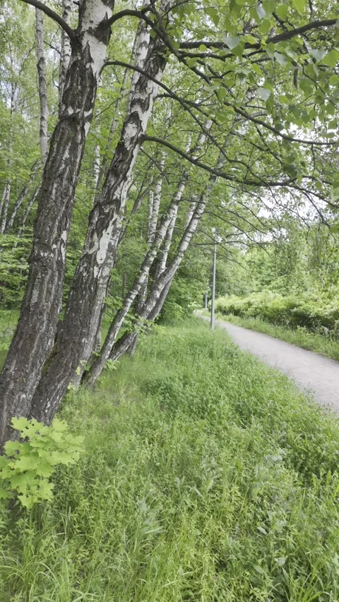 Slender birch trees with distinct black and white bark lean Stock Footage 336429184