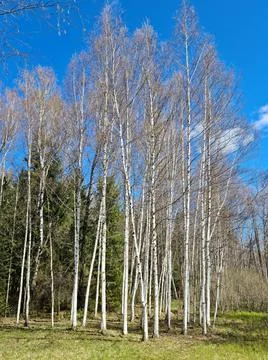 Slender birch trees on the edge of the forest in early spring and blue cloudl Stock Photos