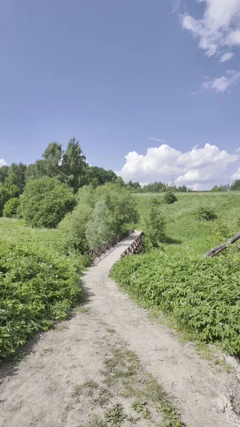Slender birch trees grow along a winding dirt road and a small stream. Stock Footage 336431515