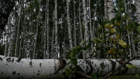 Slender birches swing in the wind. Stock Footage 92896938
