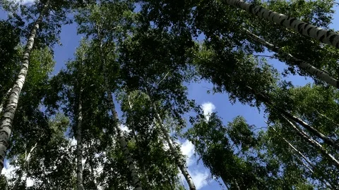 Slender birches swing in the wind. Stock-Footage 93163809