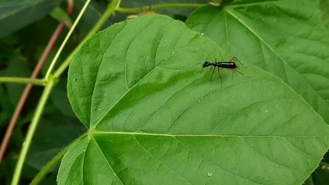 Slender Black Tiger Beetle Perching and Crawling on Vibrant Green Leaf. Mac.. Video stock 335125495
