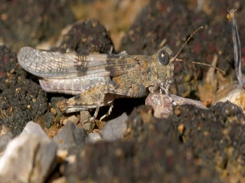 Slender blue-winged grasshopper (Sphingonotus caerulans) 库存影片 80222148