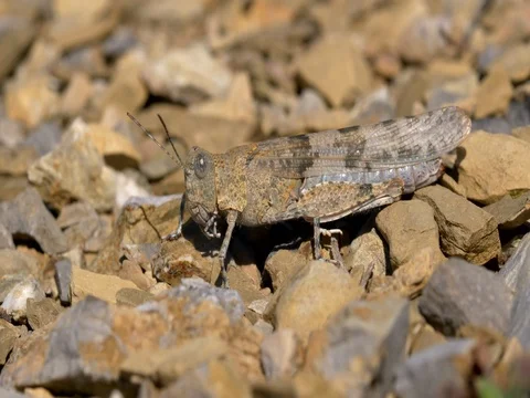 Slender blue-winged grasshopper (Sphingonotus caerulans) Stock Footage 80222586