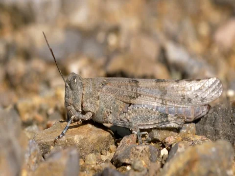 Slender blue-winged grasshopper (Sphingonotus caerulans) Vídeo Stock 80222945