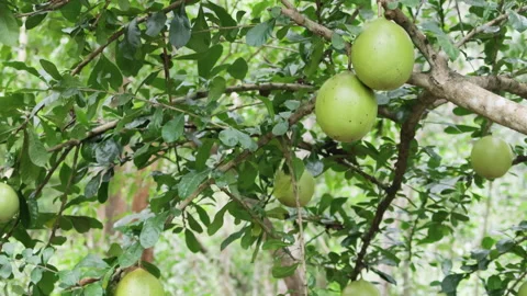 Slender branches bending under weight of large fruits. Stock Footage 307918486