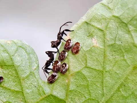 A slender brown bug walks among a cluster of brown and white pupal cases at.. 写真素材