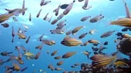 Slender Cardinalfish Rhabdamia Gracilis Swimming Underwater In Egypt Stock Footage