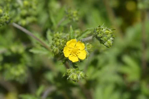 Slender cinquefoil Stock Photos