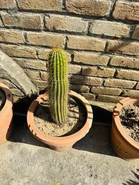 Slender Columnar Cactus Against a Rustic Brick Wall Foto stock