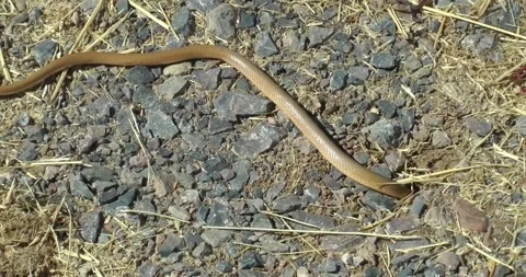 A slender, earth-toned snake moving across a gravelly texture. 스톡 동영상 315333055