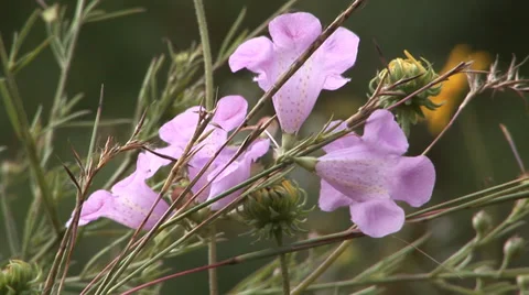 Slender False Foxglove Stock Footage 33604097