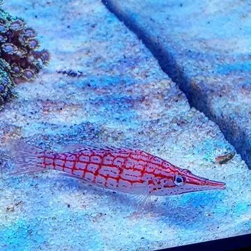 Slender fish. Stock Photos