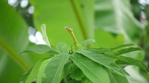 Tree Green Snake Stock Videos – Royalty-Free HD & 4K Videos | Pond5