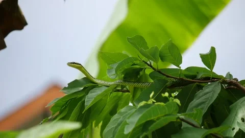 Tree Green Snake Stock Videos – Royalty-Free HD & 4K Videos | Pond5