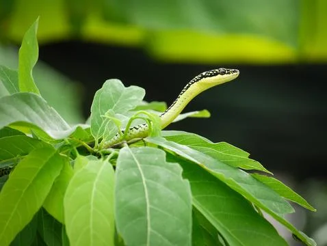 Slender golden tree snake extends its patterned neck above fresh green foliage Stock Photos