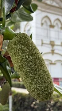 A slender green jackfruit grows on a tree branch, its distinctive texture and Foto stock