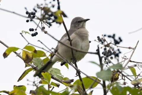 Slender grey songbird eats berries and insects. Photo taken at Central Park,  Stock Photos