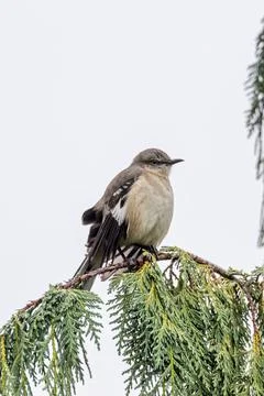 Slender grey songbird eats berries and insects. Photo taken at Central Park,  Stock Photos