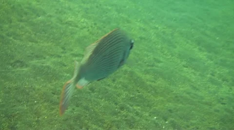 Slender grouper Stock Footage 10737885