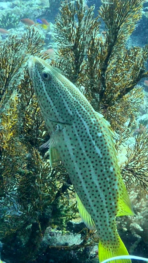 Slender grouper hovering in upright position next to sea fan Stock Footage 227808445