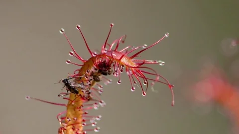 Slender-leaved Sundew (Drosera linearis), captured bug, E USA Stock Footage 84037737