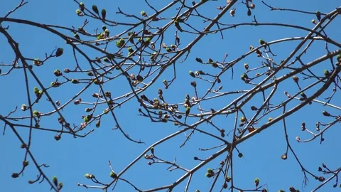 Slender Maple Tree Branches With Spring Buds Against Sky Stock Footage 345008176