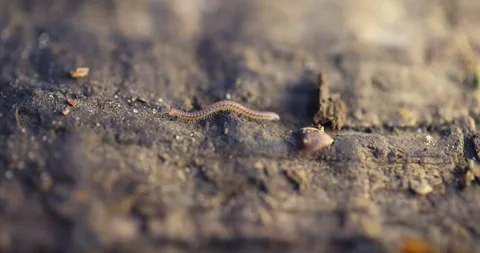 Slender Millipede Stock Footage 320147704