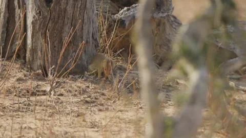 Slender mongoose chewing dead frog, prey swinging from mouth during feeding 库存影片 332747449