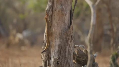 Slender mongoose climbs tree searching for food in Kruger National Park Vidéo 332744746