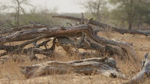 Slender mongoose jumps into dead branches to forage for insects in Kruger Vidéo 333131020