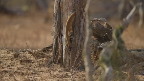 Slender mongoose leaps onto tree trunk in Kruger National Park savanna Vidéo 332744829