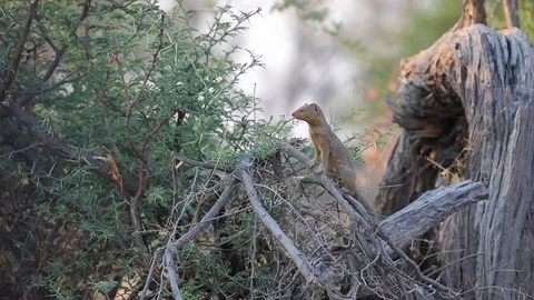 Slender Mongoose on look out on tree in Botswana Stock Footage 113963446