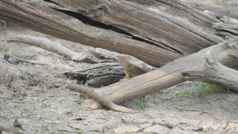 Slender mongoose perched on dead branch under fallen tree scanning for danger Stock Footage 333895090