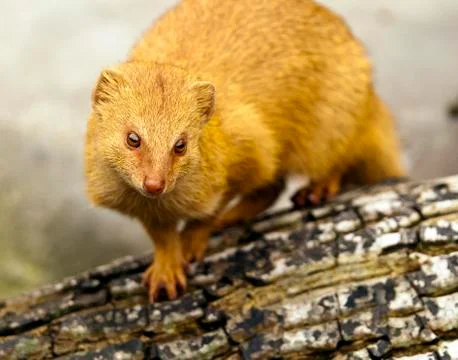 Slender mongoose Stock Photos