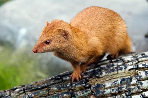 Slender mongoose Foto stock