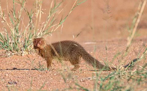 Slender mongoose  Stock Photos