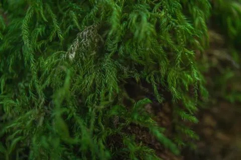 Slender Mouse-tail Moss Isothecium myosuroides growing on tree bark 스톡 사진
