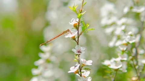 Slender orange damselfly resting on small white flower blooming on branch Stock Footage 343696608