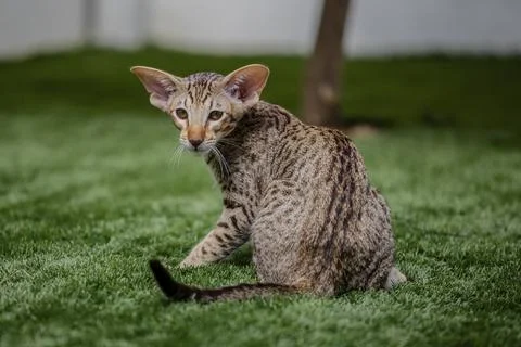 Slender oriental breed cat sits on the grass turns around and looks at camera Foto stock