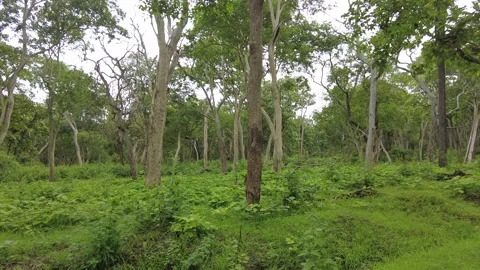 Slender pale trunks above a dense green herb floor on a gentle slope Stock Footage 346334860