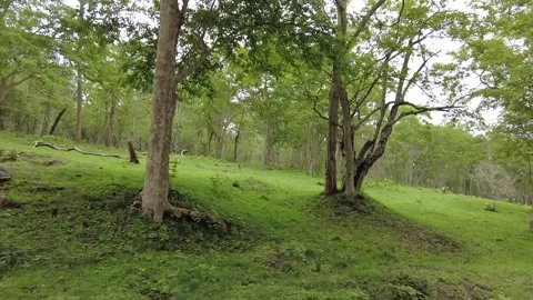 Slender pale trunks over a bright green grass slope Stock Footage 346334911