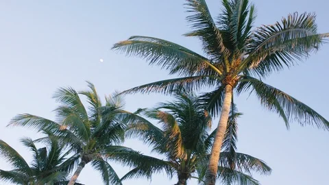 Slender palm trees against the blue sky In Miami Stock Footage 101053921