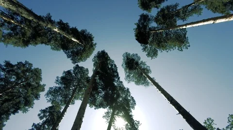 Slender pine trees and blue sky pure nature.-1 Stock Footage 113517984