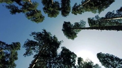 Slender pine trees and blue sky pure nature.-2 Stock Footage 113517990