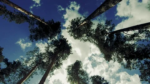 Slender pine trees and blue sky pure nature.-3 Stock Footage 113518008