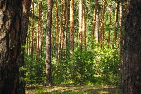 Slender pine trees are illuminated by the warm light of the sun Stock Photos